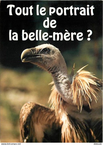 Carte postale animaux - postale,