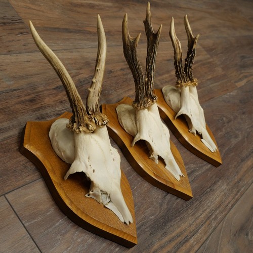 Ensembles bois cerf - ensembles,