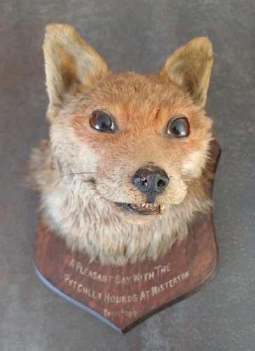 Tête renard naturalisé - renard,