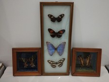 LOT OF BUTTERFLY FRAME FRAMED UNDER GLASS