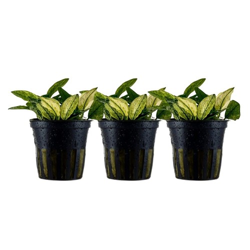 Plante aquarium pièce - 3,