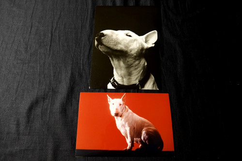 Baxter bull terrier photos - baxter,