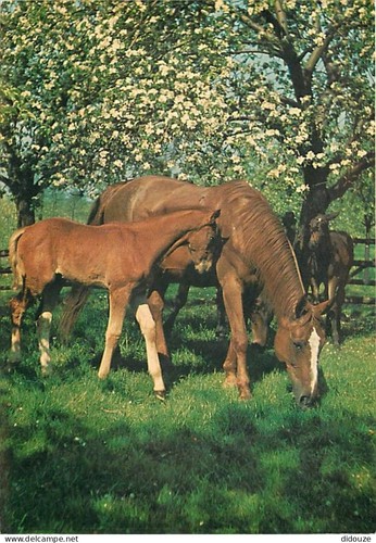 Carte postale animaux - -,