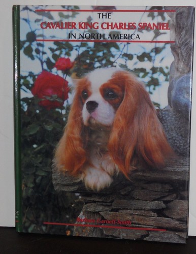 The cavalier king charles - cavalier,