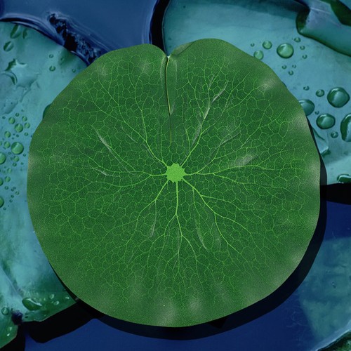 Pcs feuille lotus - pcs,