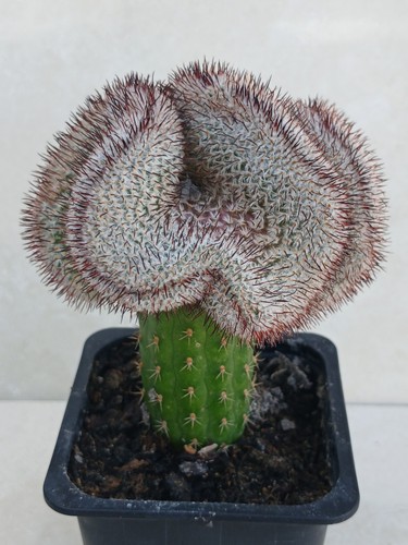 Mammillaria perezdelrosae - mammillaria,