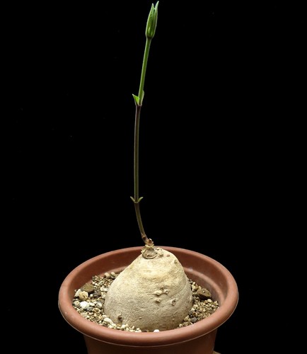 Raphionacme madiensis caudex - madiensis,,