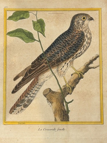 Oiseaux rapace la - , "la