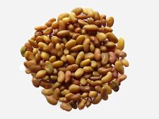 Luzerne Blue Moon - Medicago