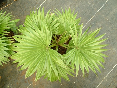 Palmier livistonia chinensis - palmier,