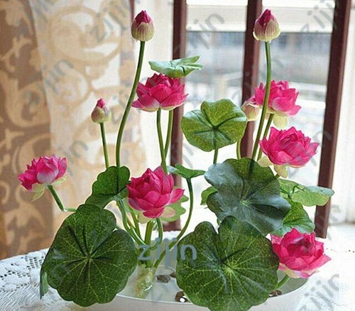 Graines fleur lotus - graines,