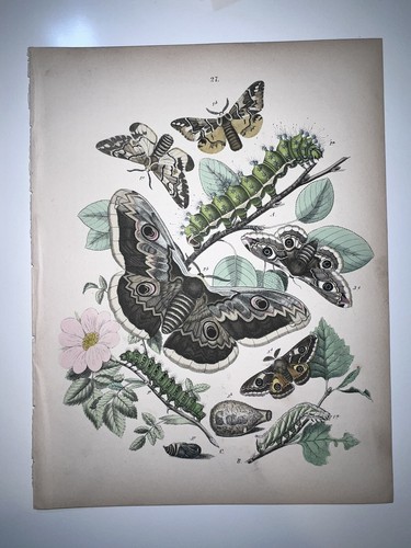 Butterflies moths entomology - &,