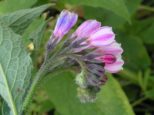 Russian comfrey live easy - comfrey,