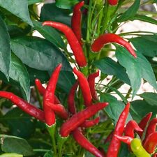 Lot De 10 Graines De Piment De