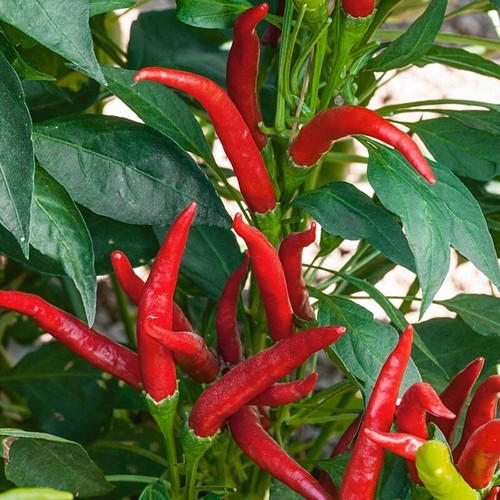 Lot graines piment de - lot, 10