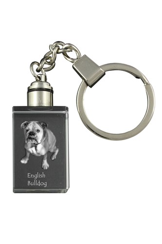 Bouledogue anglais - bouledogue,