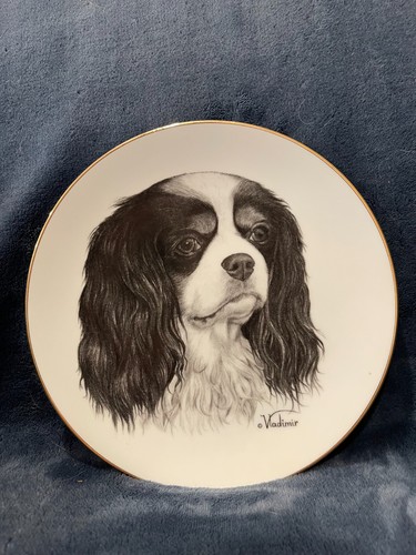 Cavalier king charles spaniel - king,