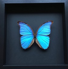 Véritable Papillon Morpho