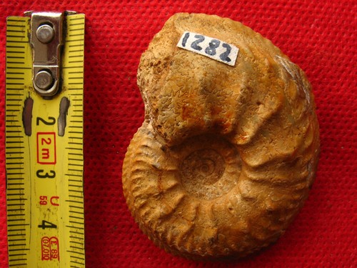 Ammonites oxfordien - 3, de