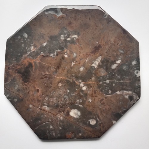 Marbre poli fossilifère - poli, avec