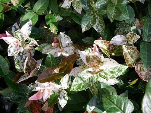 Trachelospermum jasmin etoile - jasmin,