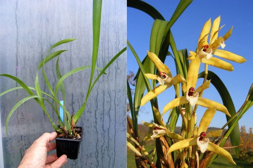 Maxillaria picta orchidée - maxillaria,
