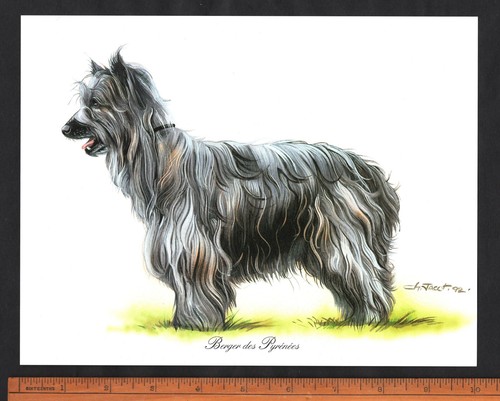 Pyrenean sheepdog stunning - sheepdog,