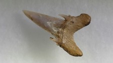 SHARK TOOTH REQUIN -