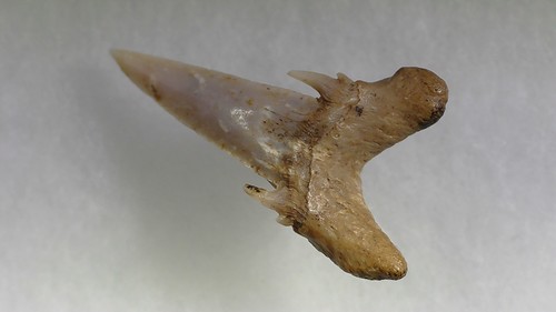 Shark tooth dent - -, requin