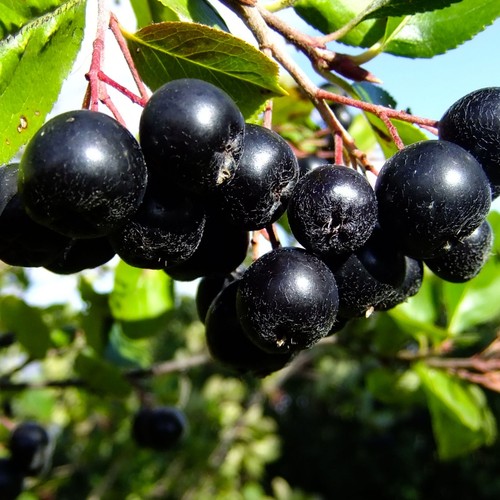 Aronie noire nero arbuste - noire, 'nero'