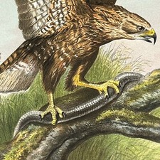 RAPACES 1875 OISEAUX DE PROIE