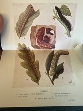 Moths of the Months & how to