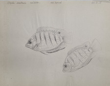 Dessin original de Marcel