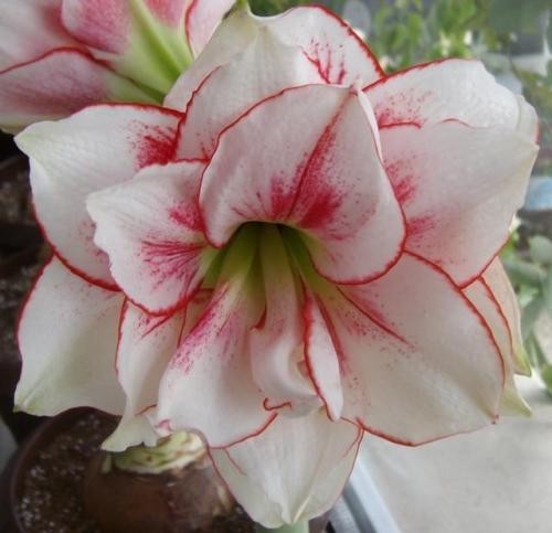 Amaryllis dutch double elvas - double, 'elvas'