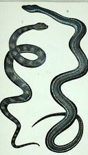 LA VIPERE ASPIC et LAMPROPELTIS serpent gravure estampe originale 19eme siècle