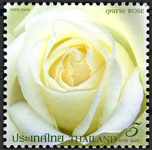 Thailand 2009 roses rose - thailand,