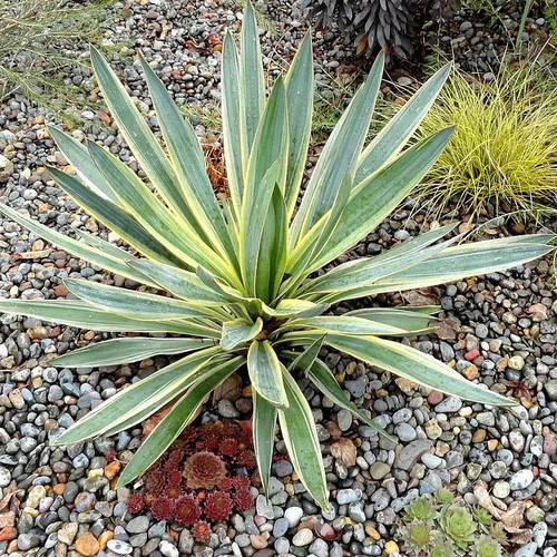 Yucca gloriosa variegata - 'variegata',