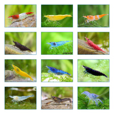 10 CREVETTES 3 VARIETES