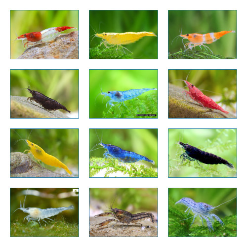 Crevettes varietes - 20,