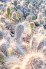 Grizzlybear Cactus (Opuntia polyacantha var. erinacea), PRICKLY PEAR CACTUS