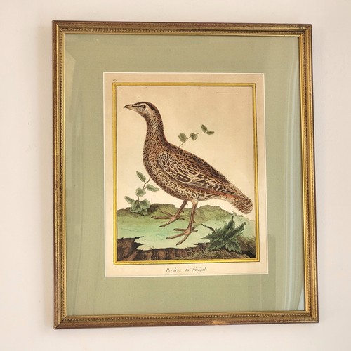 Martinet gravure oiseau - gravure,