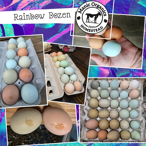 Easter egger rainbow hatching - easter,