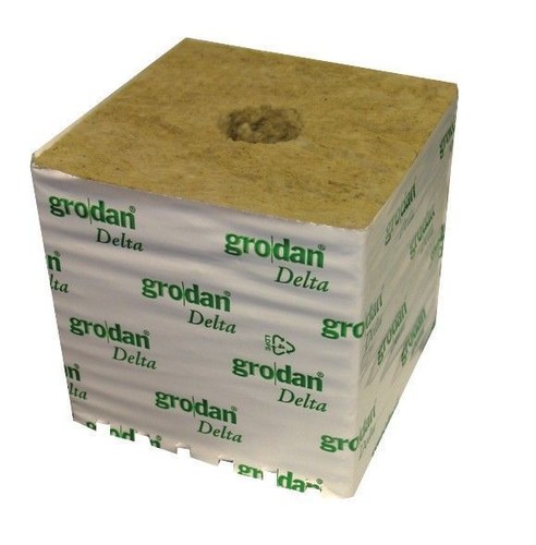 Cube germination laine - germination,