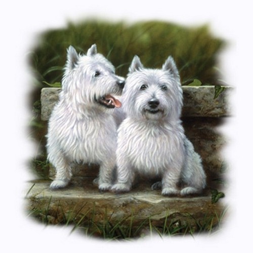 Two westies dogs t - two,