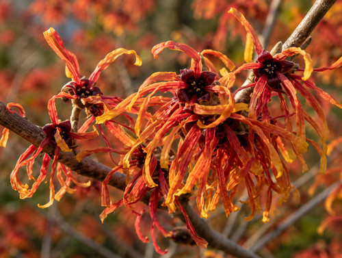 Hamamelis intermedia 50 - ×,