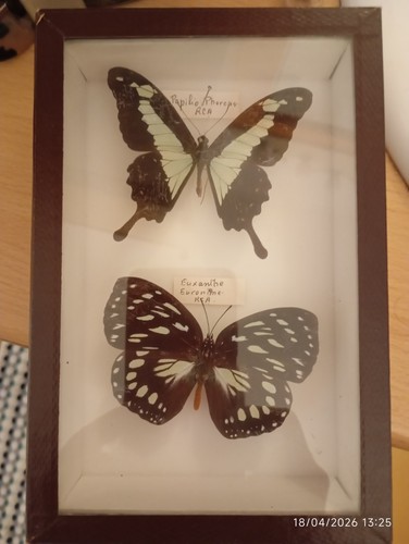 Jolis papillons dans - jolis, cadre