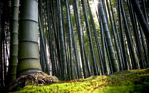 Bambou géant dendrocalamus - -,