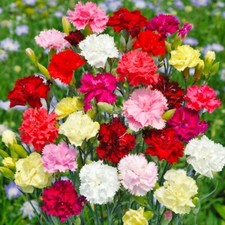 Lot De 50 Graines D'Oeillet