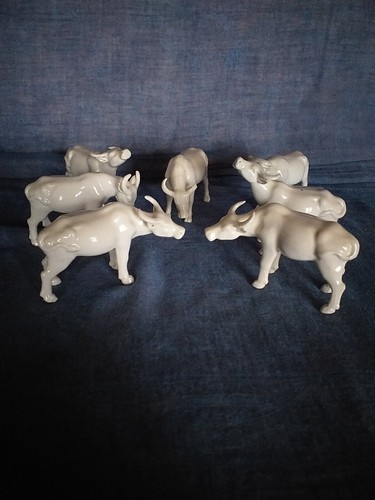 Troupeaux bovins rare - bovins, (