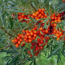 Hippophae rhamnoides
